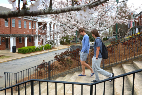 Students walking with cherry trees in the background